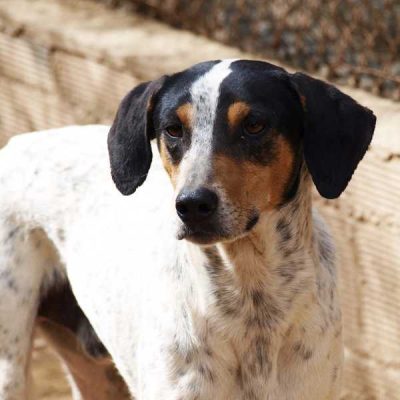 anton-perro-en-adopcion